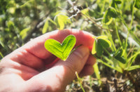 Quoi offrir pour la Saint-Valentin dans le jardinage ?