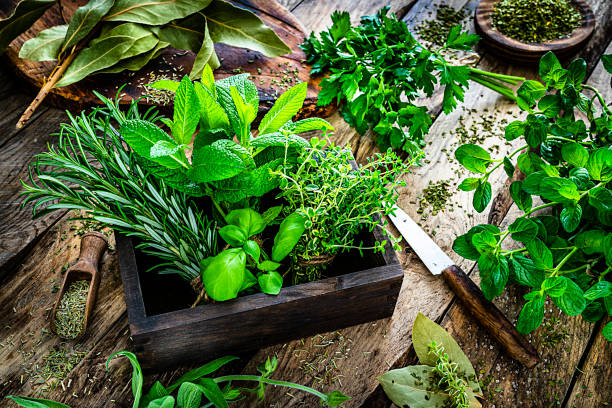 Plantation d'herbes aromatiques : Quand planter ?