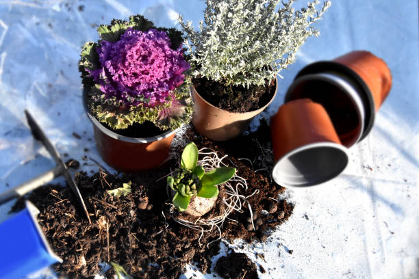 Que faire en janvier pour  votre jardin