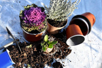 Que faire en janvier pour  votre jardin