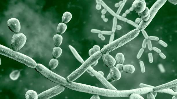 Le rôle essentiel des micro-organismes dans la santé du sol