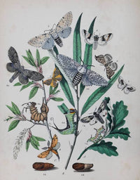 Quels sont les insectes bon pour votre plantes/potager?