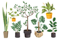 Les Plantes Dépolluantes : Comment Purifier l'Air de Votre jardin Naturellement ?