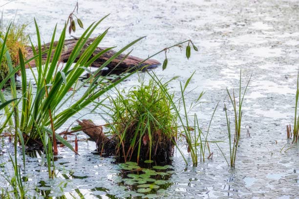 Les bienfaits des Plantes Dépolluantes dans votre Espace Extérieur