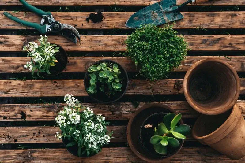 les secrets d'un jardin fleurissante
