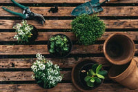 les secrets d'un jardin fleurissante